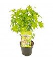 Arce Japonès 'Going Green'® (Acer Palmatum)  Ø10 cm H20 cm