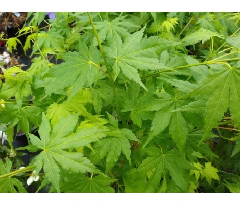 Arce Japonès 'Going Green'® (Acer Palmatum)  Ø10 cm H20 cm