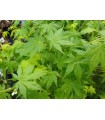 Arce Japonès 'Going Green'® (Acer Palmatum)  Ø10 cm H20 cm