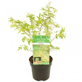 Arce Japonés 'Butterfly' (Acer Palmatum)  Ø10 cm H20 cm