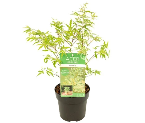 Arce Japonés 'Butterfly' (Acer Palmatum)  Ø10 cm H20 cm