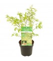 Arce Japonés 'Butterfly' (Acer Palmatum)  Ø10 cm H20 cm