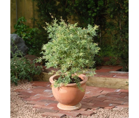 Arce Japonés 'Butterfly' (Acer Palmatum)  Ø10 cm H20 cm