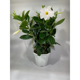 Diplademia Blanca  Ø14 H40cm