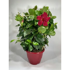 Diplademia Roja  Ø14 H40cm