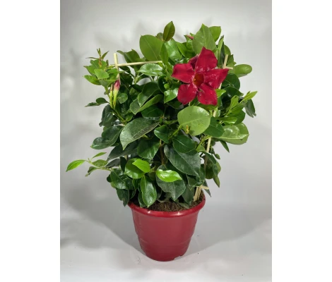 Diplademia Roja  Ø14 H40cm