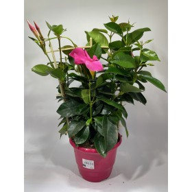 Diplademia Rosa  Ø14 H40cm