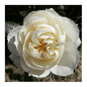 Rosal Trepador Mon Jardin Et Ma Maison