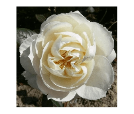 Rosal Trepador Mon Jardin Et Ma Maison