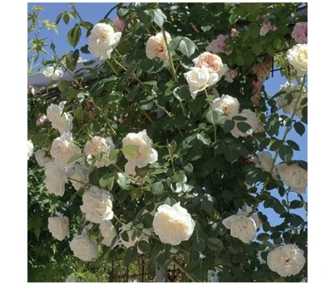 Rosal Trepador Mon Jardin Et Ma Maison