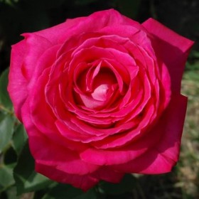 Rosal Trepador Lolita Lempicka MEILLAND