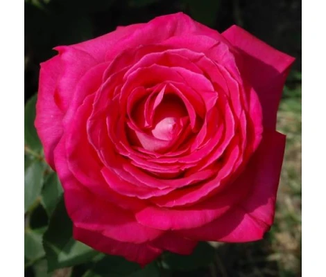 Rosal Trepador Lolita Lempicka MEILLAND