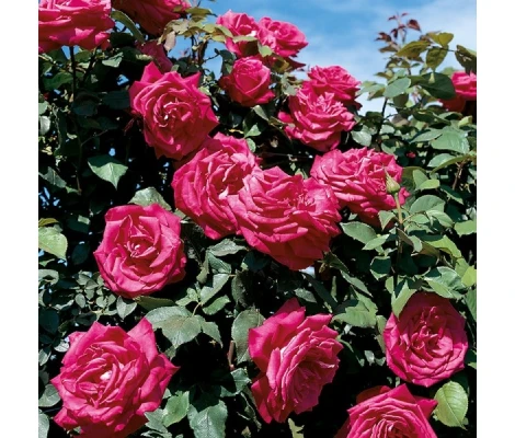 Rosal Trepador Lolita Lempicka MEILLAND