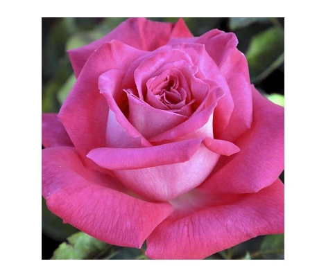 Rosal Trepador Lolita Lempicka MEILLAND