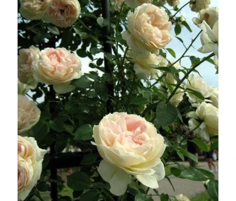 Rosal Trepador Mon Jardin Et Ma Maison