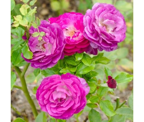 Rosal Trepador Mini Eden Rose