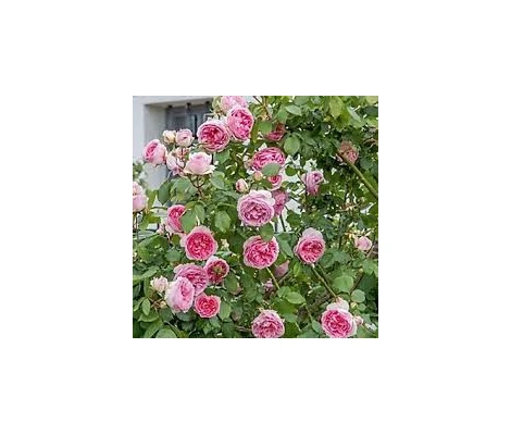 Rosal Trepador Mini Eden Rose