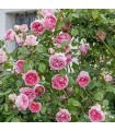Rosal Trepador Mini Eden Rose