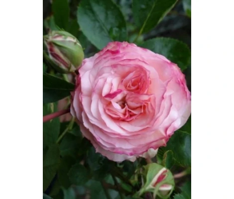 Rosal Trepador Mini Eden Rose
