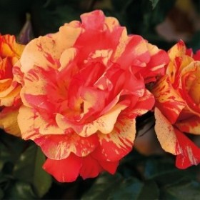 Rosal Trepador Sorbet Fruite