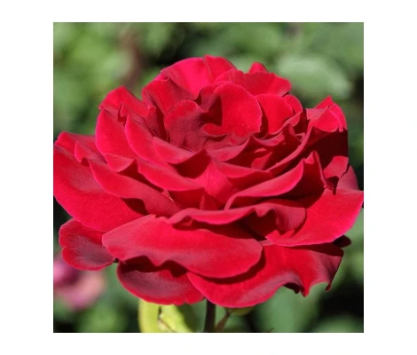 Rosal Mister Lincoln