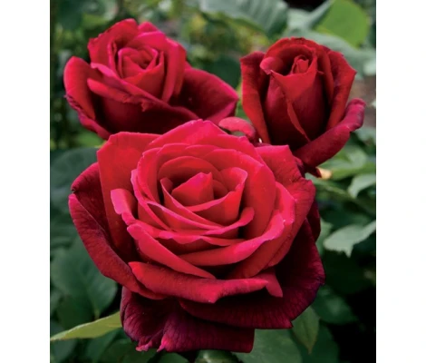 Rosal Mister Lincoln