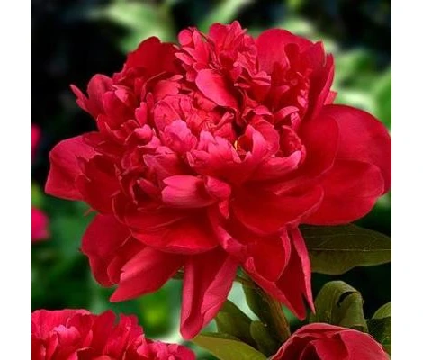 Peonía Variada Ø11cm