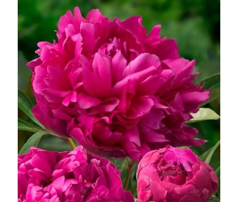 Peonía Variada Ø11cm