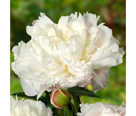 Peonía Variada Ø11cm