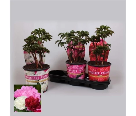 Peonía Variada Ø11cm