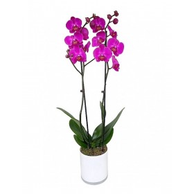 Orquidea Phalaenopsis Fucsia 2 Tallos En Maceta 12cm