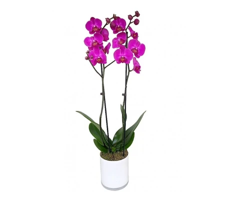 Orquidea Phalaenopsis Fucsia 2 Tallos En Maceta 12cm