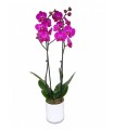 Orquidea Phalaenopsis Fucsia 2 Tallos En Maceta 12cm