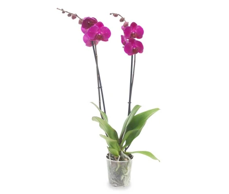 Orquidea Phalaenopsis Fucsia 2 Tallos En Maceta 12cm