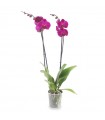 Orquidea Phalaenopsis Fucsia 2 Tallos En Maceta 12cm