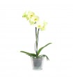 Orquidea Phalaenopsis Amarilla 2 Tallos En Maceta 12cm