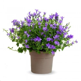 Campanula