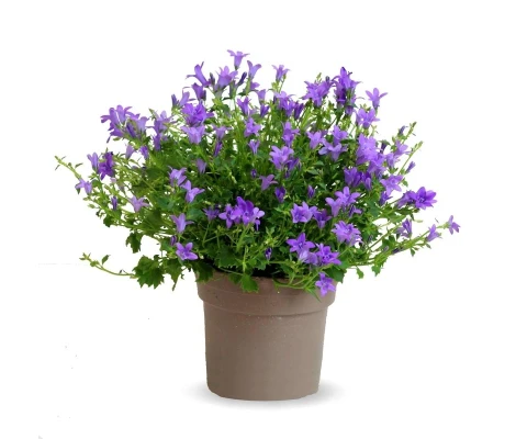 Campanula