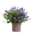 Campanula