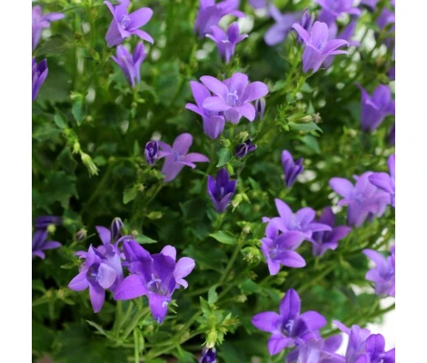 Campanula