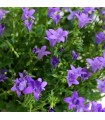 Campanula
