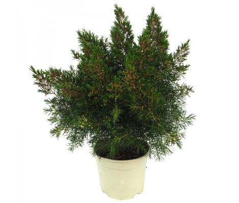 Chamelaucium (Flor De Cera) Ø17cm