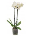 Orquidea Phalaenopsis Blanca 2 Tallos En Maceta 12cm