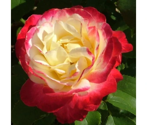 Rosal Perfumado Double Delight