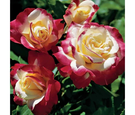 Rosal Perfumado Double Delight