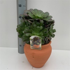 Aeonium Arboreum  Ø24 h45