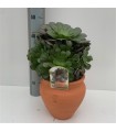 Aeonium Arboreum  Ø24 h45