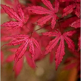 Acer Palmatum Amagi Shigure Ø19 cm H45 cm