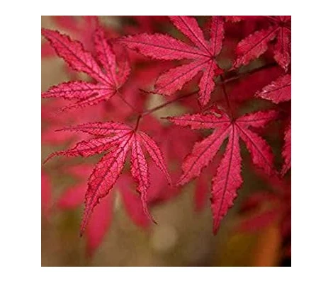 Acer Palmatum Amagi Shigure Ø19 cm H45 cm