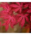 Acer Palmatum Amagi Shigure Ø19 cm H45 cm